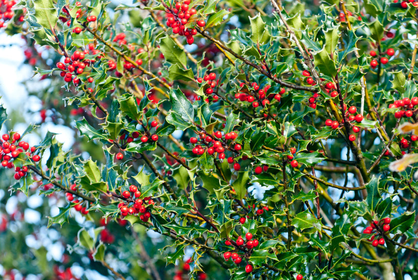 Christmas Holly Tree Gift