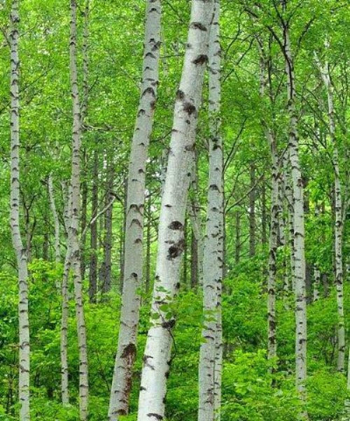 Popular Tree Saplings to plant in February