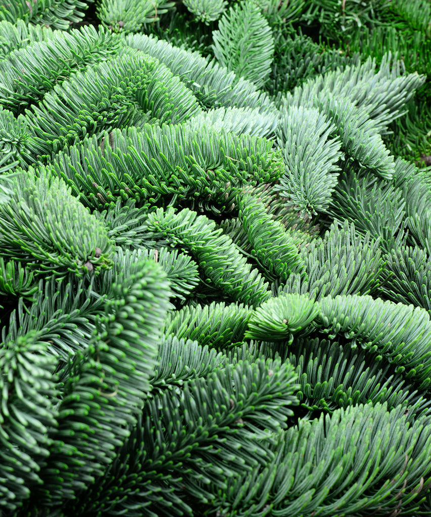 Noble Fir - Abies nobilis - Trees by Post