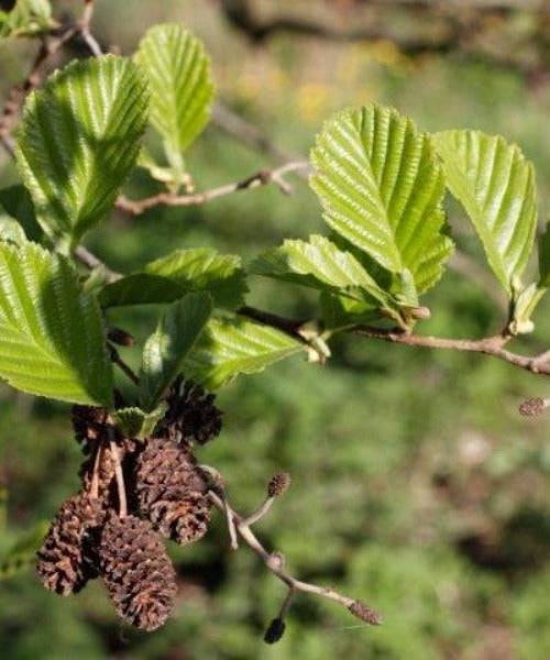 Common Alder - Alnus glutinosa - Trees by Post