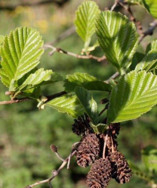 Common Alder - Alnus glutinosa - Trees by Post