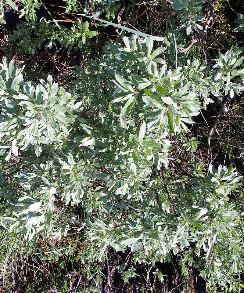 Downy Willow - Salix lapponum - Trees by Post