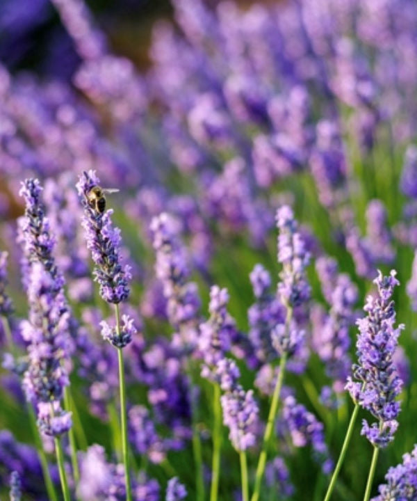 French Lavender - Lavandula stoechas – Trees by Post