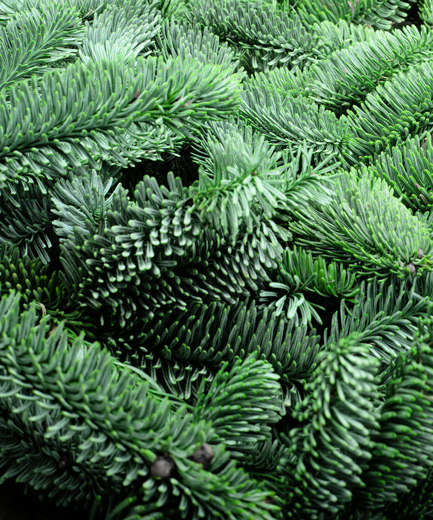 Noble Fir - Abies nobilis - Trees by Post