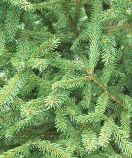 Norway Spruce - Picea abies - Trees by Post