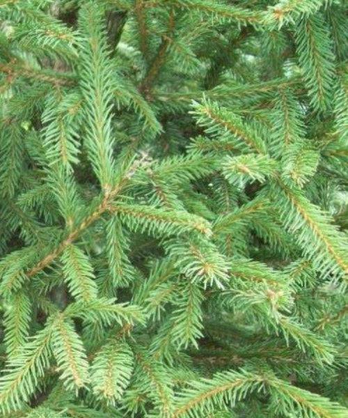 Norway Spruce - Picea abies - Trees by Post