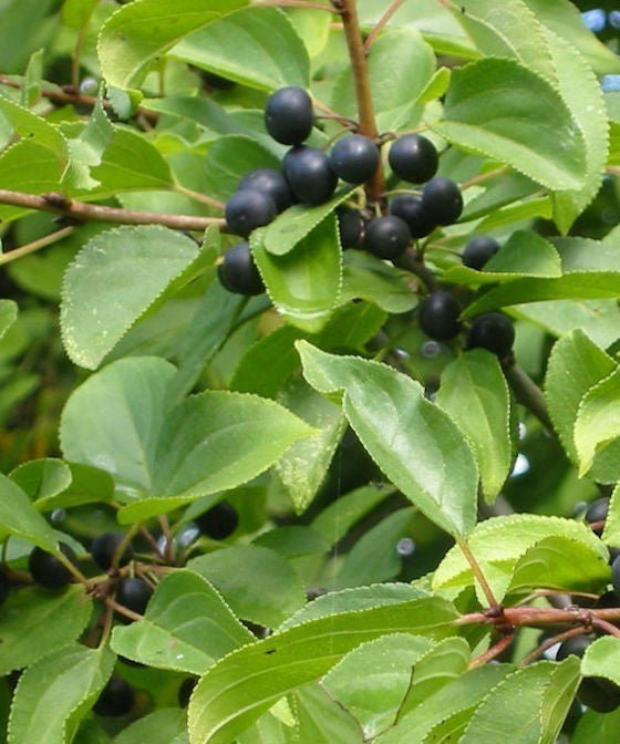 Purging Buckthorn - Rhamnus cathartica – Trees by Post