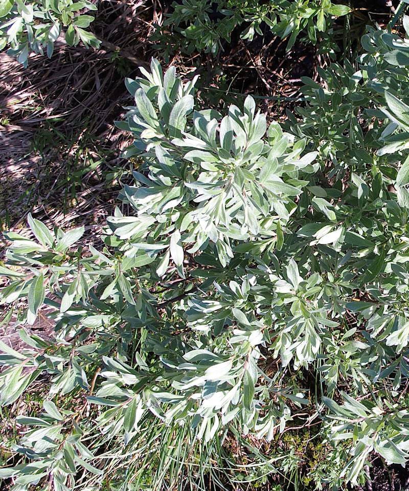 Downy Willow - Salix lapponum - Trees by Post