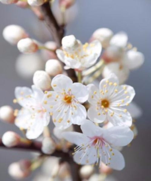 Buy Cherry Plum Trees - Prunus cerasifera – Trees by Post