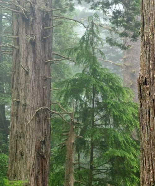 Coast Redwood Trees - Sequoia sempervirens - Trees by Post