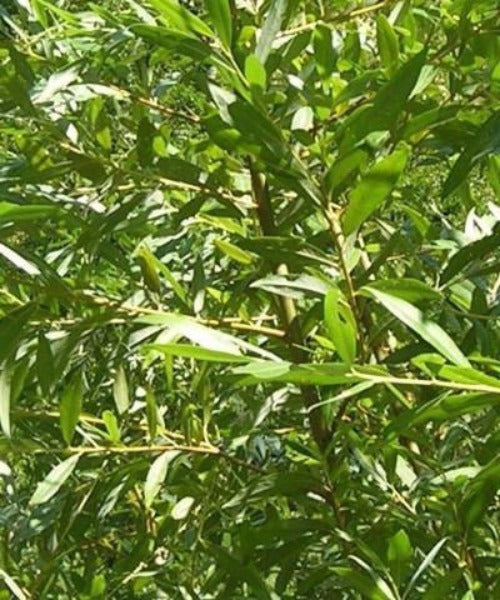 Common Osier - Salix viminalis – Trees by Post