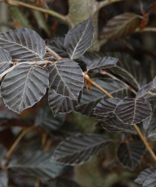 Copper Beech - Fagus sylvatica purpurea - Trees by Post