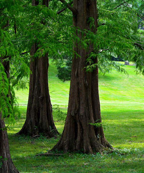 Dawn Redwood - Metasequoia glyptostroboides - Trees by Post
