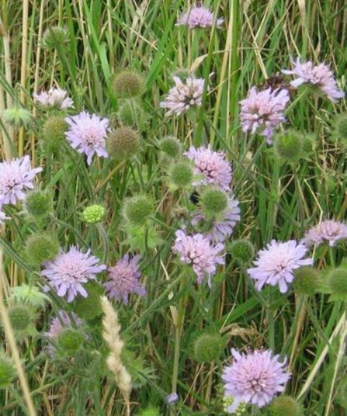 Field Scabious - Knautia arvensis - Trees by Post