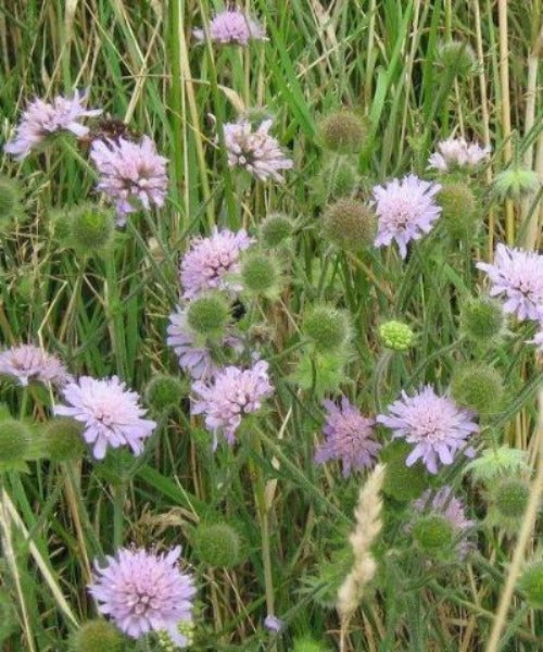 Field Scabious - Knautia arvensis - Trees by Post