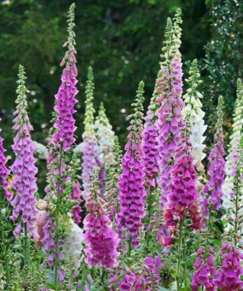 Foxglove - Digitalis purpurea - Trees by Post