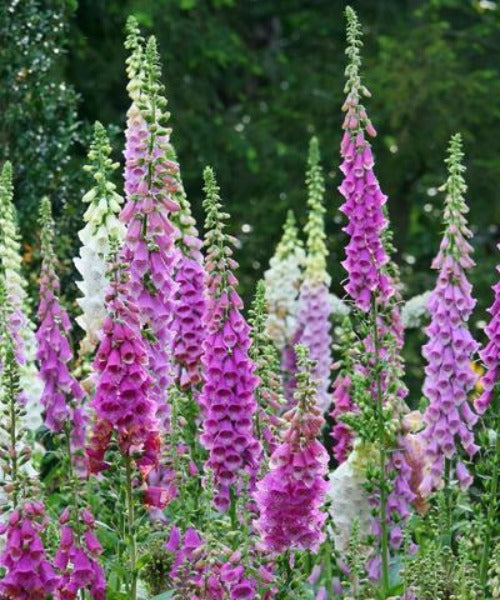 Foxglove - Digitalis purpurea - Trees by Post