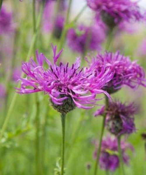 Lesser Knapweed - Centaurea nigra - Trees by Post