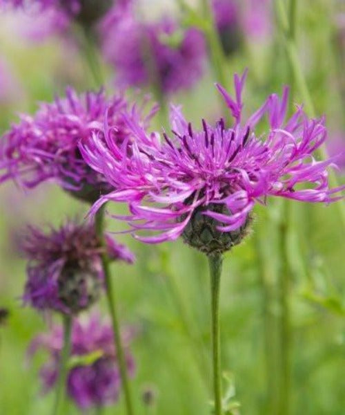 Lesser Knapweed - Centaurea nigra - Trees by Post