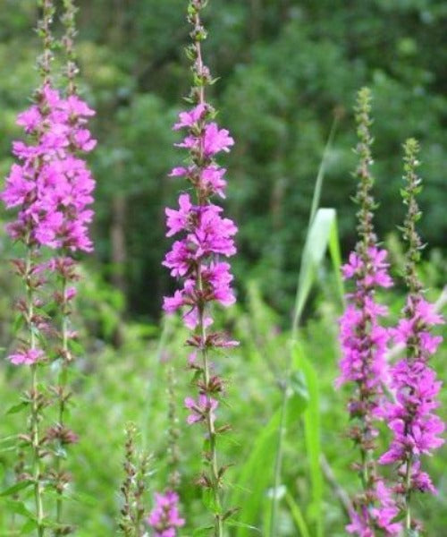 Loosestrife - Lythrum salicaria - Trees by Post