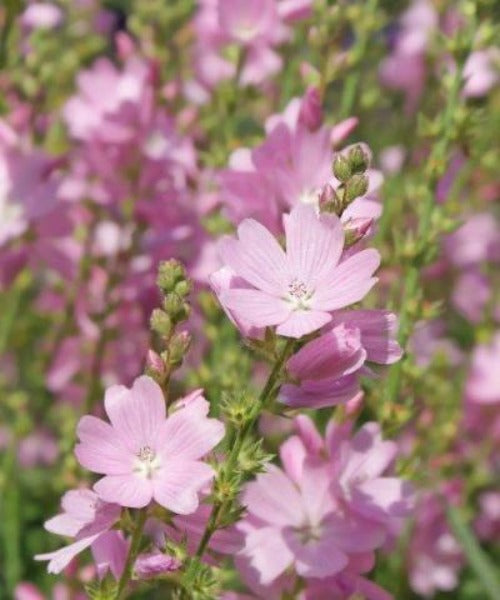 Musk Mallow - Malva moschata - Trees by Post