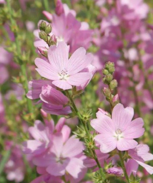 Musk Mallow - Malva moschata - Trees by Post