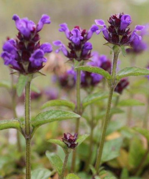 Selfheal - Prunella vulgaris - Trees by Post