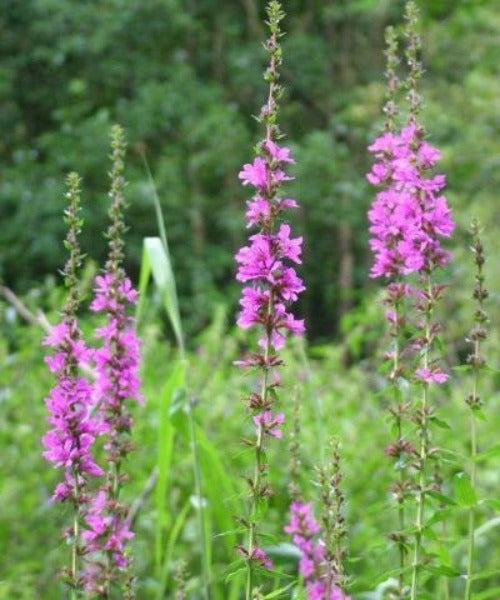 Loosestrife - Lythrum salicaria - Trees by Post