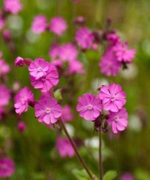 Red Campion - Silene dioica - Trees by Post