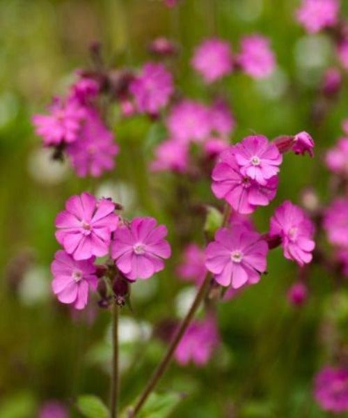 Red Campion - Silene dioica - Trees by Post