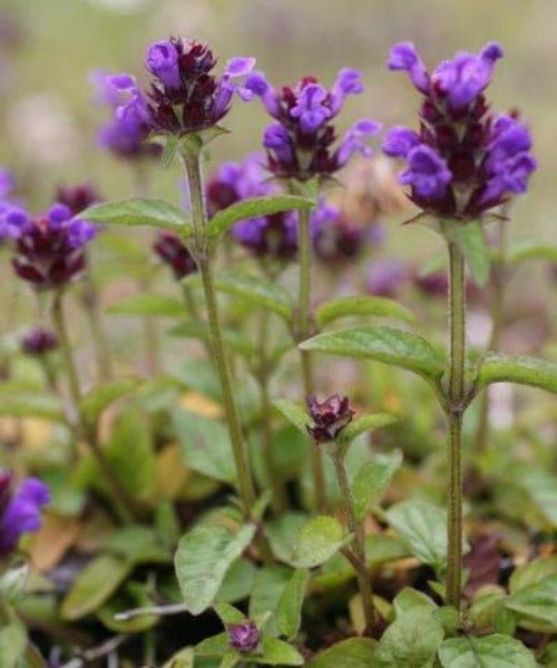 Selfheal - Prunella vulgaris - Trees by Post