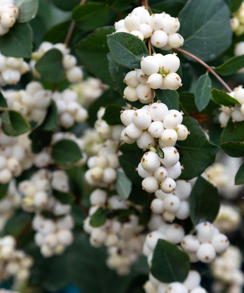 Snowberry - Symphoricarpos albus - Trees by Post