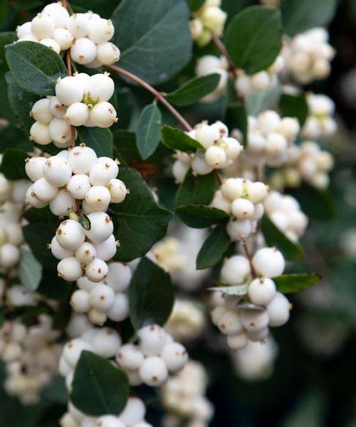 Snowberry - Symphoricarpos albus - Trees by Post