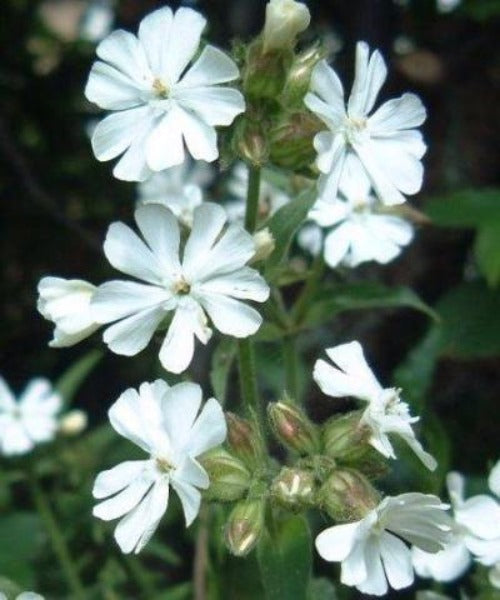 White Campion - Silene alba - Trees by Post