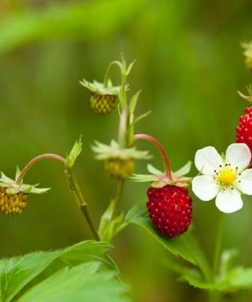 Wild Strawberry - Fragaria vesca - Trees by Post