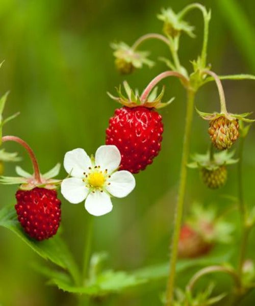 Wild Strawberry - Fragaria vesca - Trees by Post