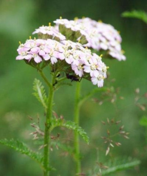 Yarrow - Achillia millefolium - Trees by Post