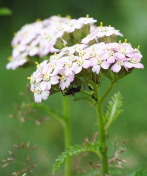 Yarrow - Achillia millefolium - Trees by Post